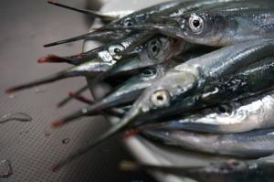 サヨリの釣果