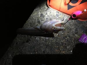アナゴ夜釣り