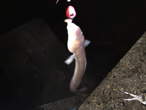 ブラクリでアナゴ