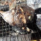 魚の頭・カマはじっくり炭火焼きすると旨さが激増！皮まで美味