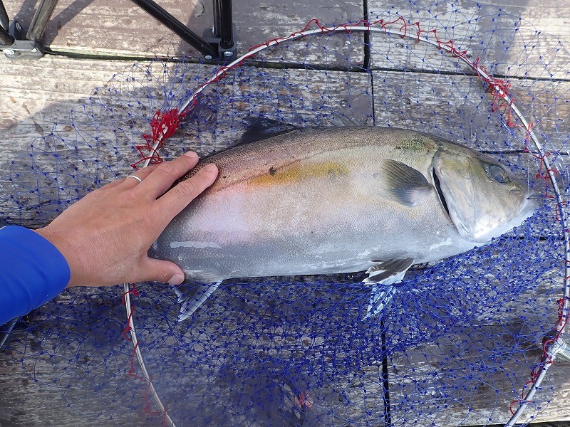 海上釣り堀の青物を根こそぎ釣る 追い食い メソッドの実態と注意点 釣りおじさんの釣りネタ帳