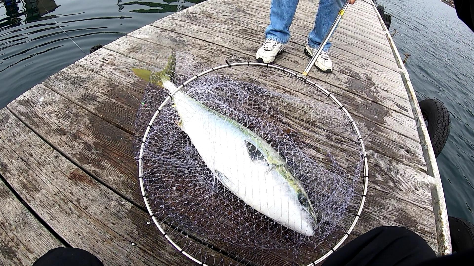 傳八屋で海上釣堀五目釣り ブリを初め魚種多彩な3月釣行 釣りおじさんの釣りネタ帳