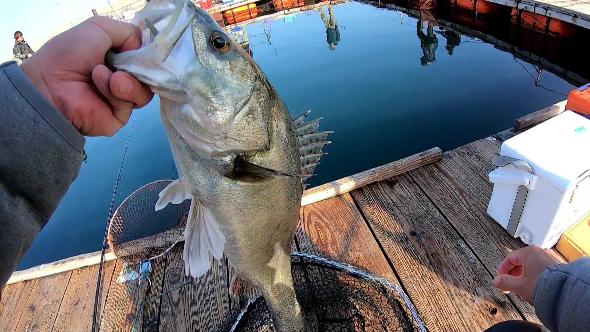 初の関西釣堀サザン 高級魚を狙うも越冬したエサ取り軍団に完敗 釣りおじさんの釣りネタ帳