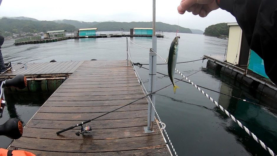 釣堀のエサ取り小サバ